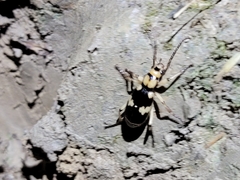 Pheropsophus javanus