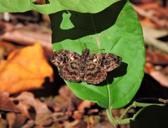 Lepidoptera