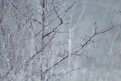 Passerella iliaca iliaca