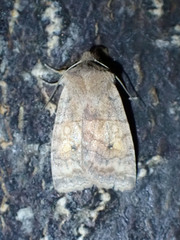 Eupsilia tristigmata