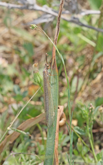 Creoleon lugdunensis