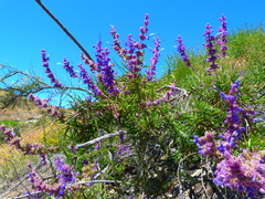 Trichostema lanatum