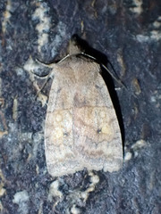 Eupsilia tristigmata