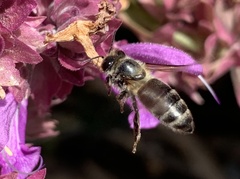 Apis mellifera