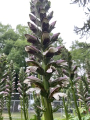 Acanthus mollis