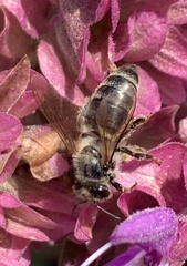 Apis mellifera