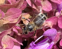 Apis mellifera