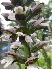Acanthus mollis