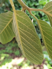 Ocotea sinuata