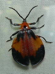 Lycus rostratus