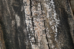 Peniophora albobadia