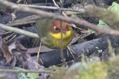 Cettia castaneocoronata