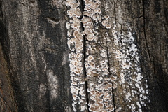 Peniophora albobadia