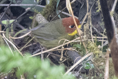 Cettia castaneocoronata