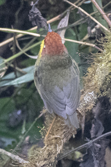 Cettia castaneocoronata