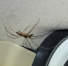 Tetragnatha keyserlingi