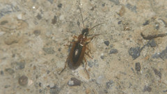 Agonum daimio