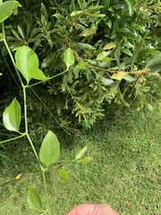 Smilax smallii