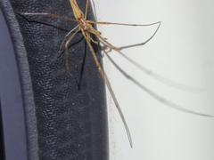 Tetragnatha keyserlingi