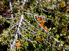 Coprosma cheesemanii