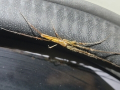 Tetragnatha keyserlingi