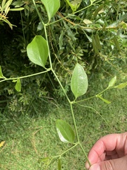 Smilax smallii