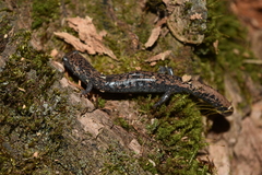 Pseudoeurycea leprosa