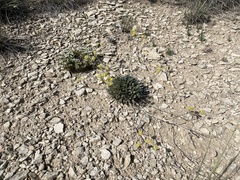 Eriogonum lachnogynum