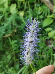 Phyteuma persicifolium