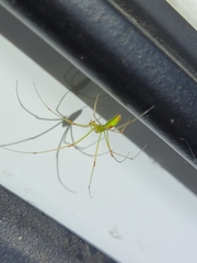 Tetragnatha squamata