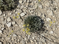 Eriogonum lachnogynum