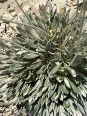 Eriogonum lachnogynum