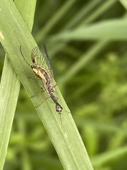 Dichrostigma flavipes