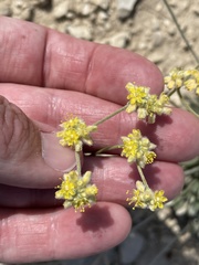 Eriogonum lachnogynum