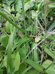 Phyteuma persicifolium