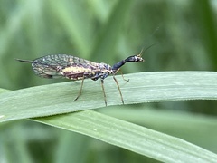 Dichrostigma flavipes