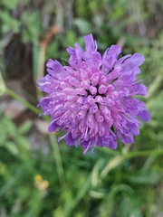 Knautia fleischmannii