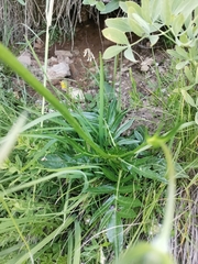 Knautia fleischmannii