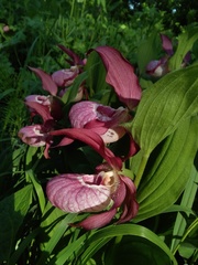 Cypripedium × ventricosum, photograph Елена А. Кизилова, CC BY, iNaturalist via GBIF