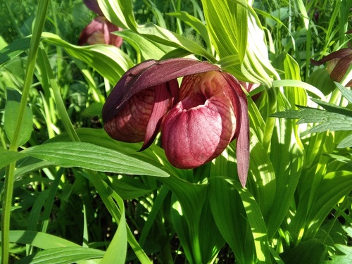 Cypripedium × ventricosum, photograph 2