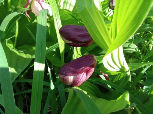 Cypripedium × ventricosum, photograph 4