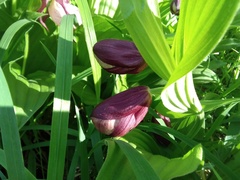Cypripedium × ventricosum, photograph Елена А. Кизилова, CC BY, iNaturalist via GBIF