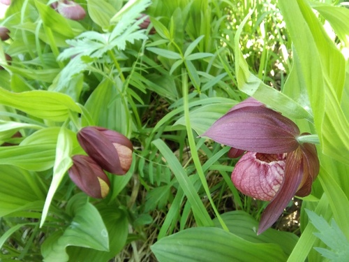 Cypripedium × ventricosum, photograph 3