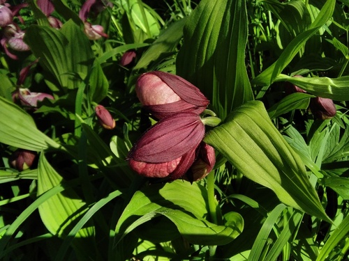 Cypripedium × ventricosum, photograph 5