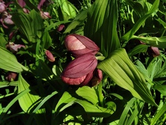 Cypripedium × ventricosum, photograph Елена А. Кизилова, CC BY, iNaturalist via GBIF