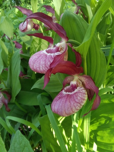 Cypripedium × ventricosum, photograph 6