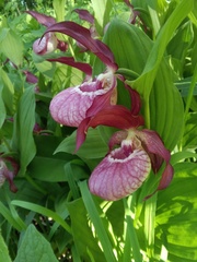 Cypripedium × ventricosum, photograph Елена А. Кизилова, CC BY, iNaturalist via GBIF
