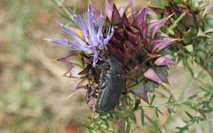 Protaetia opaca