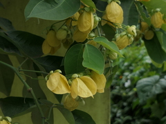 Senna nitida