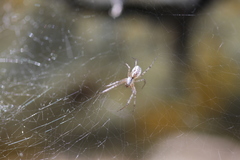 Pityohyphantes subarcticus